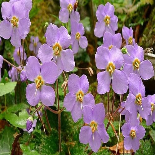 Purple Ramonda Nathalie Flower Seeds