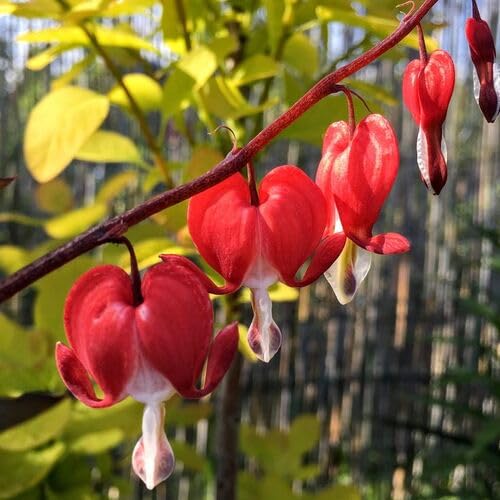 Red Dicentra Spectabilis Flower Seeds