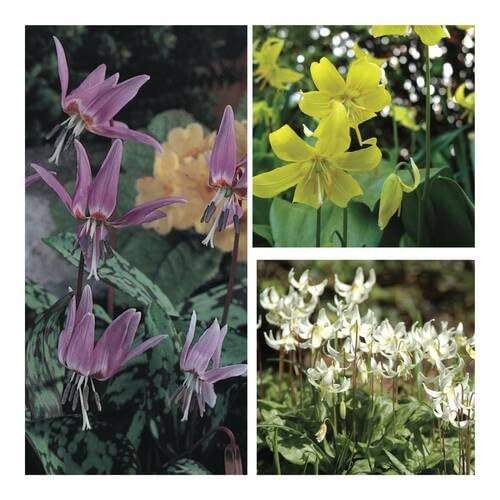 Mixed Erythronium Flower Seeds