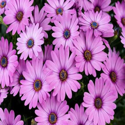 Pink Pale Osteospermum Flower Seeds