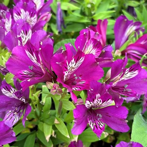 Pink Alstroemeria Flower Seeds
