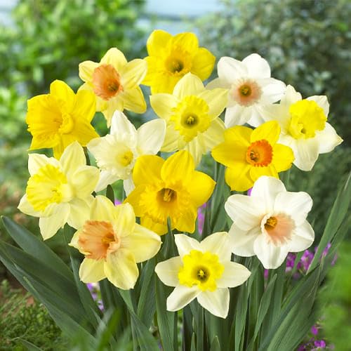 Daffodils Flower Seeds