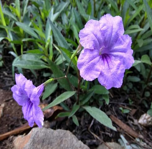 Purple Ruellia Tuberosa Flower Seeds