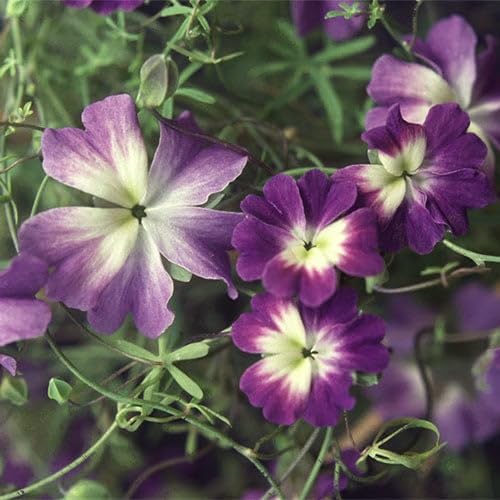 Purple tropaeolum azureum Flower Seeds