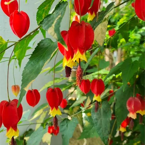 Red Climbing Lantern Flower Seeds