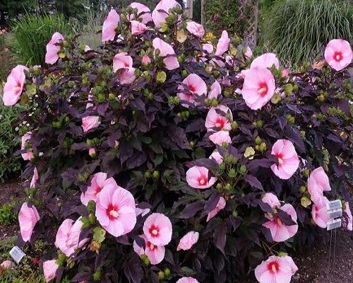 Pink Dark & Light Swamp Mallow Flower Seeds