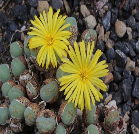 Conophytum Flower Seeds