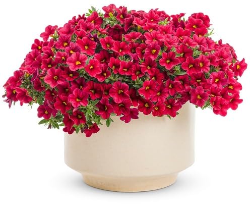 Red Calibrachoa Bells Flower Seeds
