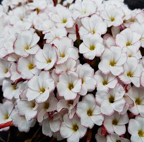Pink White Oxalis Versicolor Flower Seeds