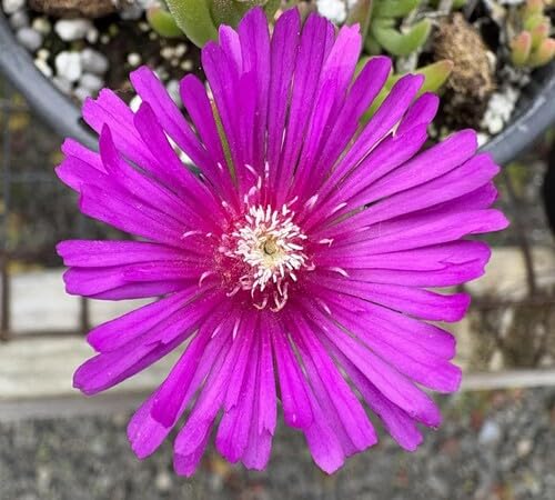 Purple DELOSPERMA Flower Seeds