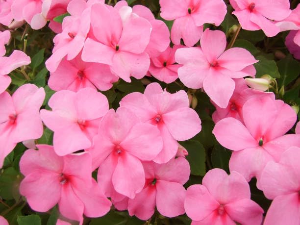 Perennial nre Impatiens Flower Seeds