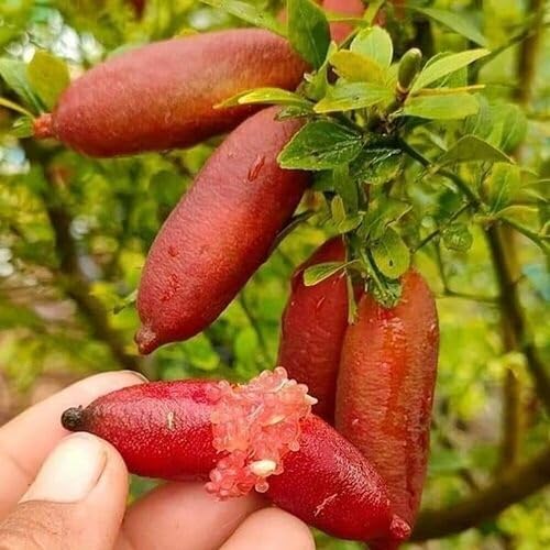 Red Finger Lime fruit seeds for organic garden planting