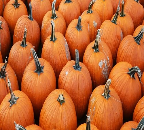 Pumpkin Vegetable Seeds Heirloom, Non-GMO for Home Garden Planting