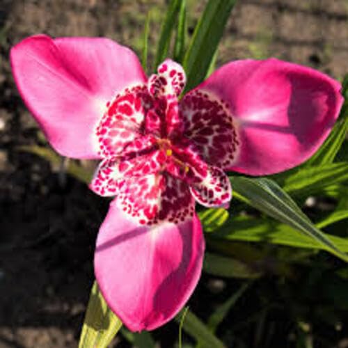 Tigridia Flower Seeds