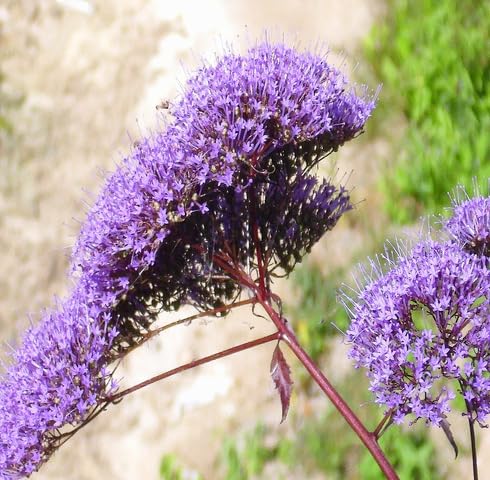 Purple Trachelium Flower Seeds