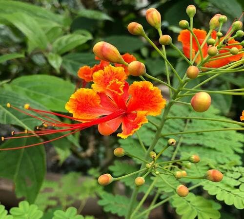 Red Yellow Caesalpinia Flower Seeds