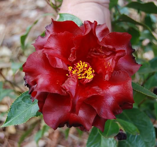 Red Camellia Flower Seeds
