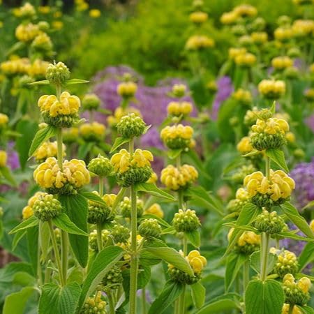 Yellow Phlomis russeliana Flower Seeds