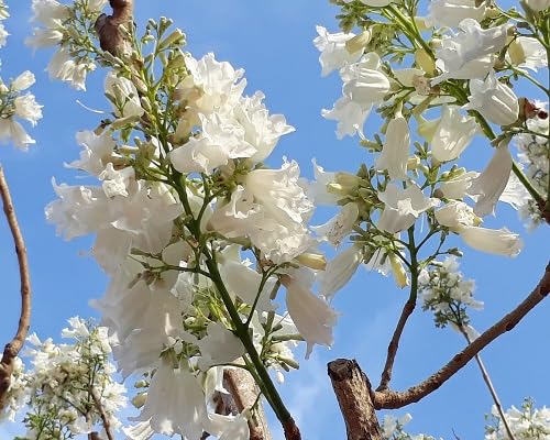 white jacaranda flower seeds