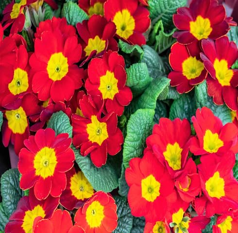 Red Primula Flower Seeds