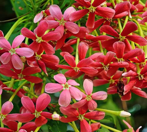 Red Combretum indicum Flower Seeds
