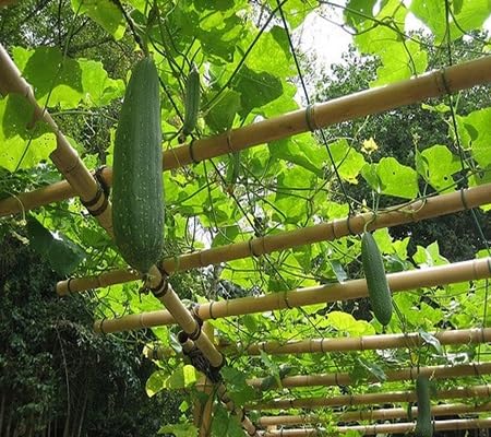 Luffa Gourd vegetable seeds - Heirloom, Organic, Non Gmo Garden Seeds for kitchen garden planting