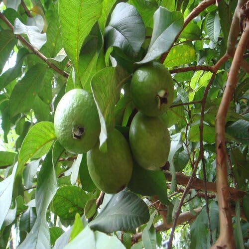 Green Guava fruit seeds for organic garden planting