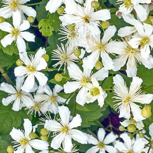 White Clematis Potanini Flower Seeds