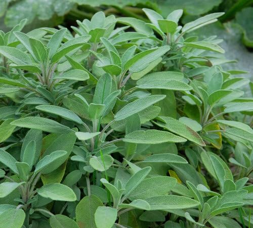 Green Sage Plant Seeds herb seeds - heirloom, natural growing garden seeds