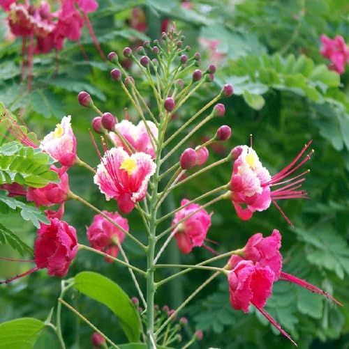 Pink Poinciana Flower Seeds