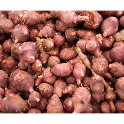 Red Fuseau vegetable seeds for Home Gardening, Nutritious Backyard Harvest Collection for kitchen garden planting