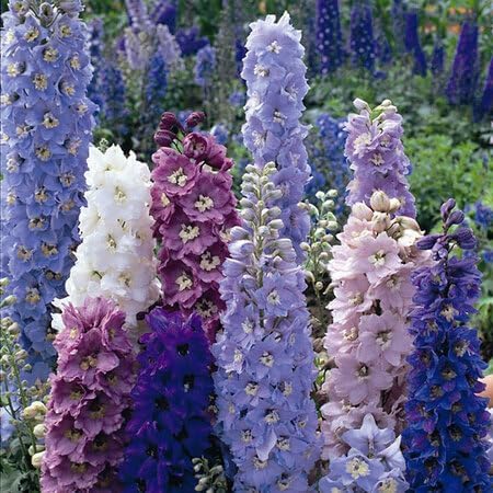 Mixed Delphinium Flower Seeds