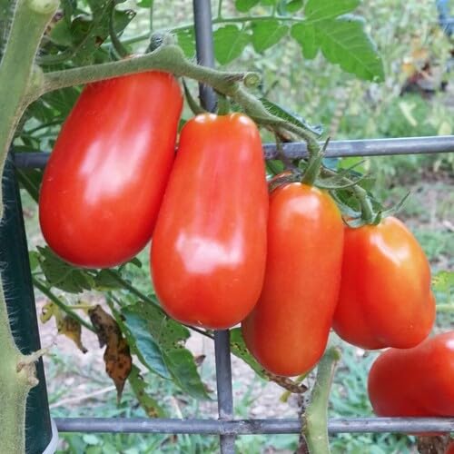 Orange Long Tomato vegetable seeds - Heirloom, Organic, Non Gmo Garden Seeds for kitchen garden planting
