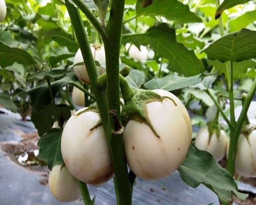 brinjal White vegetable seeds for Home Gardening, Fast Growing Home Garden Variety for kitchen garden planting