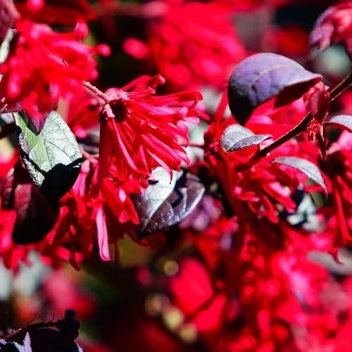Red Loropetalum Flower Seeds