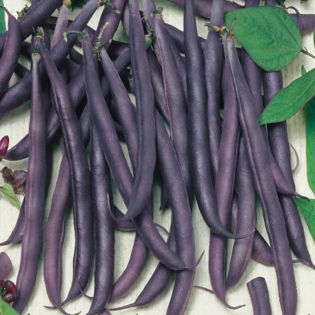Purple Bean vegetable seeds for Home Gardening, Fast Growing Home Garden Variety Premium for kitchen garden planting