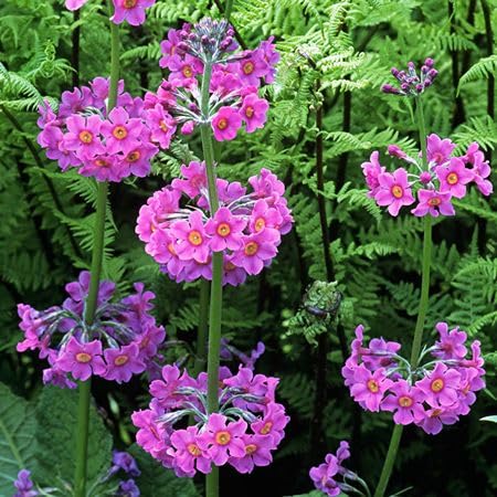 Pink Primula Candelabra Flower Seeds