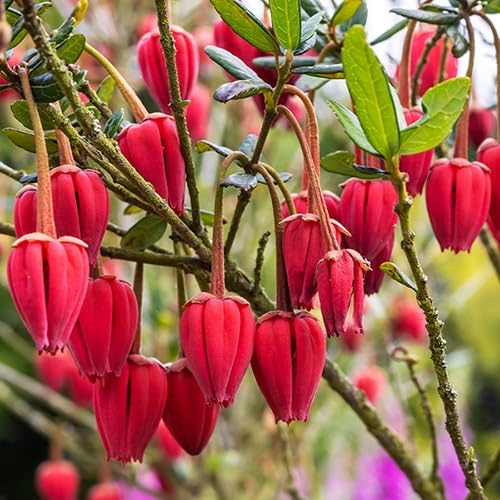 Red Crinodendron Flower Seeds
