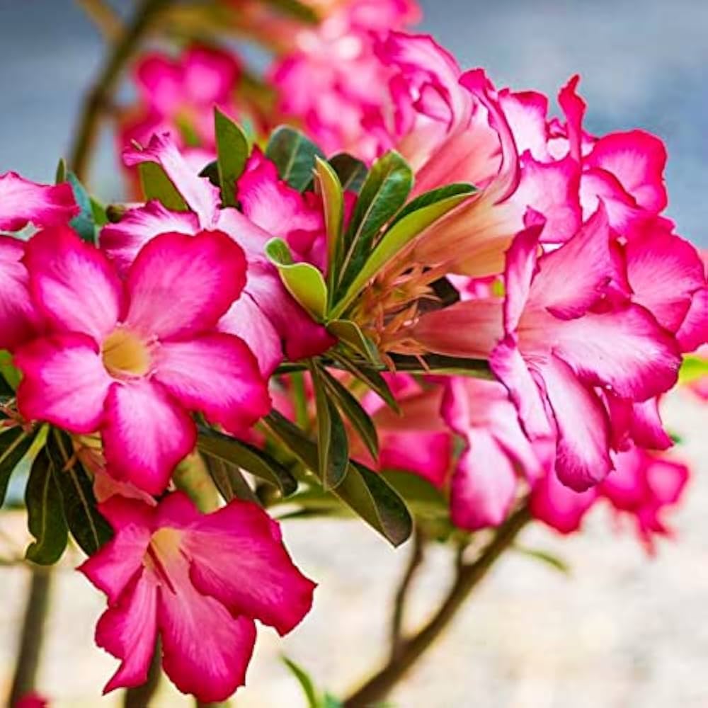Pink Imo Desert Rose