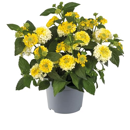 Yellow Lantana Flower Seeds