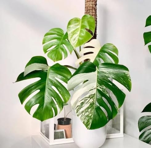 White Green Monstera Seeds