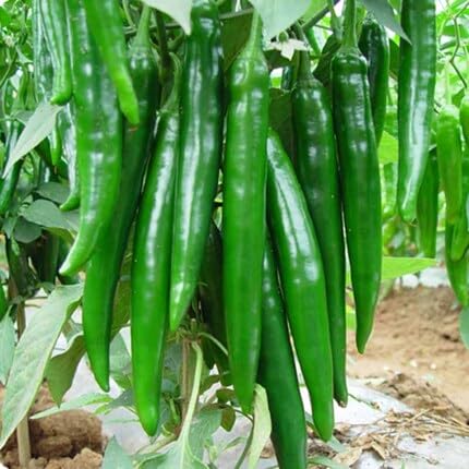 puya Chilli Pepper Seeds,Green vegetable seeds for Home Gardening, Nutritious Backyard for kitchen garden planting