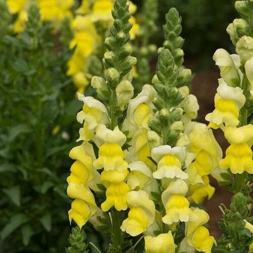 Yellow Antirrhinum Flower Seeds