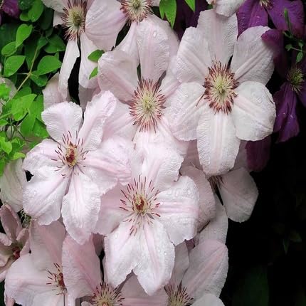 Pink Light Chrysanthemum Flower Seeds