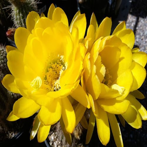Yellow Perennial Giant Cactus Flower Seeds