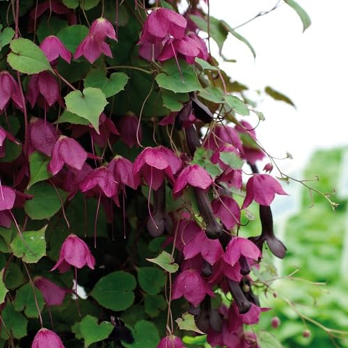 Pink Climbing rhodochiton Flower Seeds