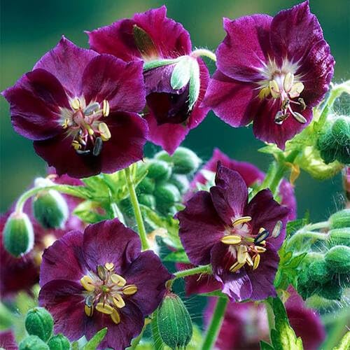 Pink Geranium phaeum Flower Seeds