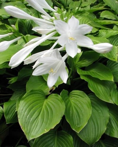 White Hosta plantaginea Flower Seeds