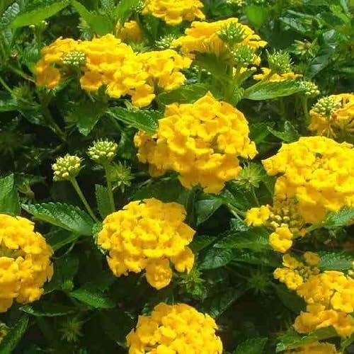 yellow lantana flower seeds