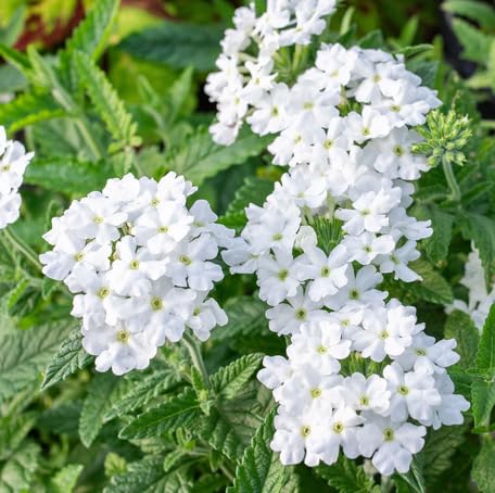 White Verbena Flower Seeds